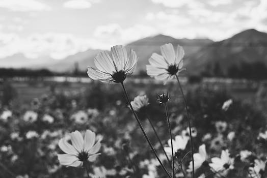 在西藏田野里，以山地为背景，美丽的黑白镜头下盛开着宇宙花