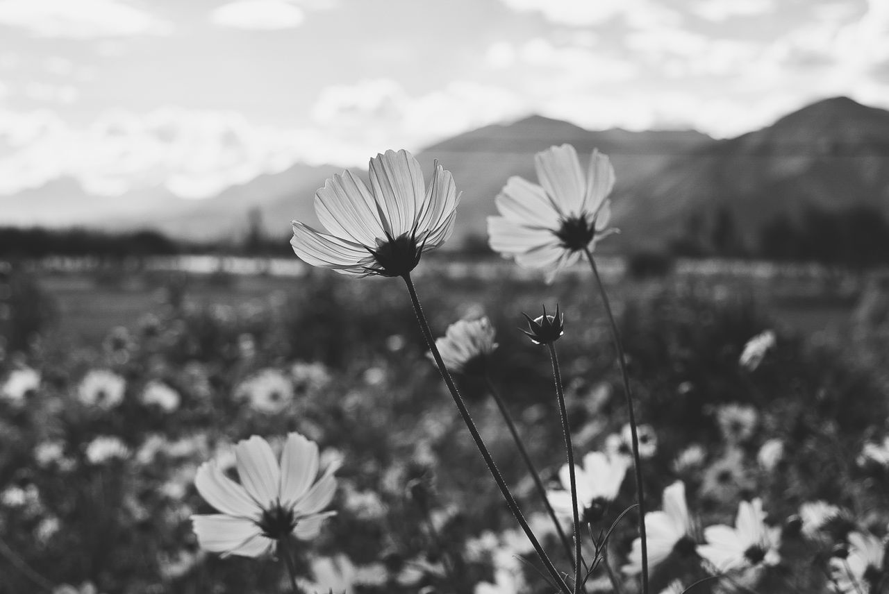 beautiful black and white shot of cosmos flowers blooming in a tibetan