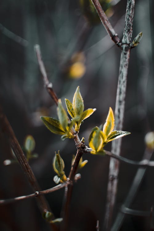 Yellow And Green Leaf Plant