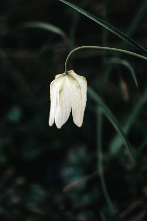 Free White Flower In Tilt Shift Lens Stock Photo