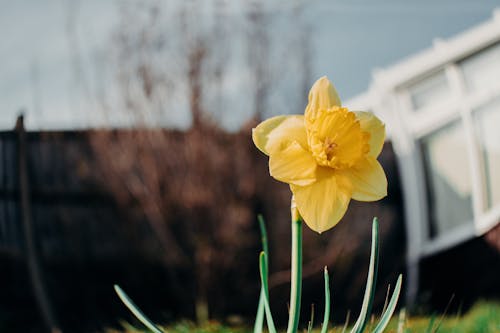 Free Yellow Flower In Tilt Shift Lens Stock Photo