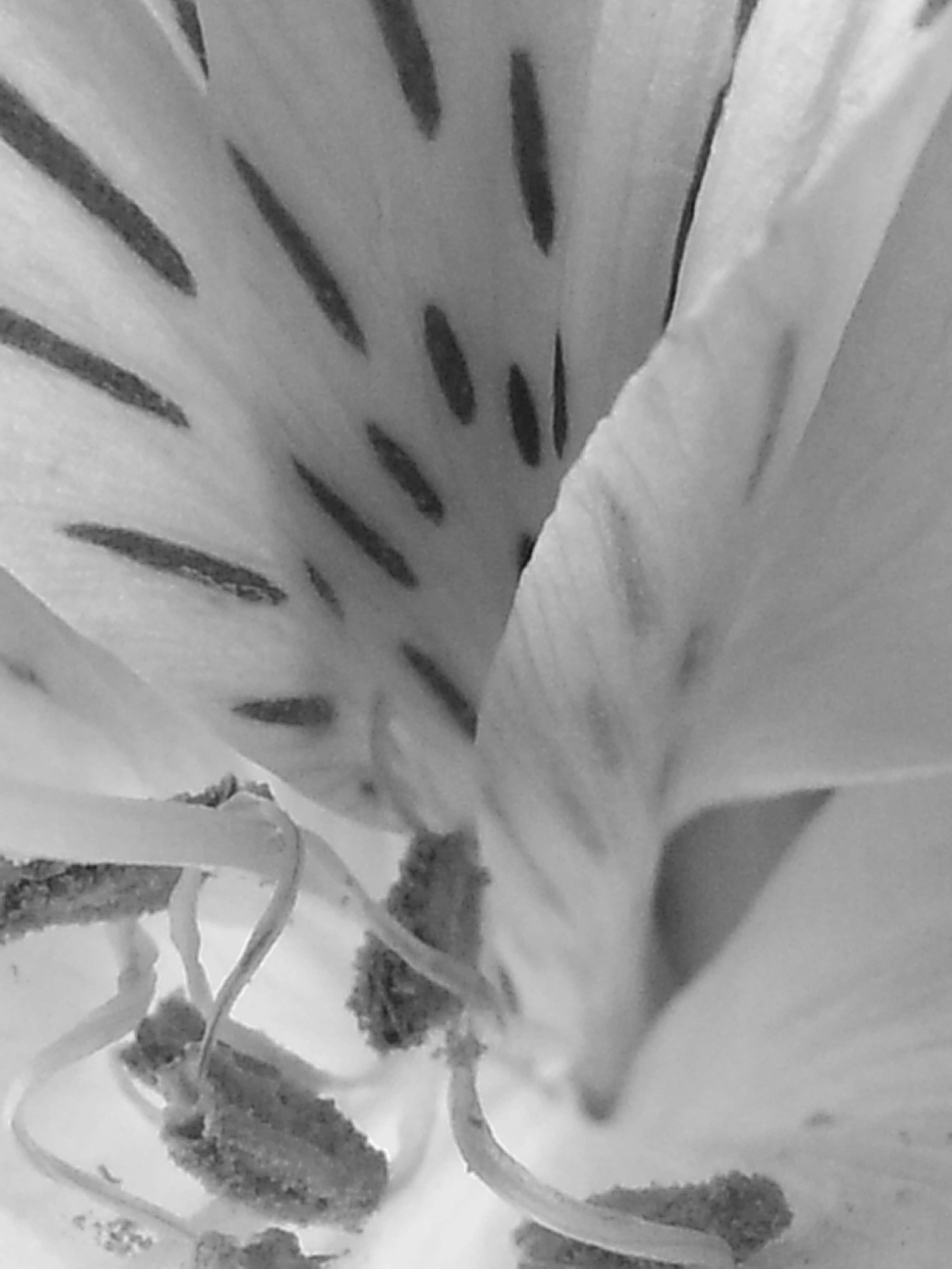 Photo Gratuite De Fleur Noir Et Blanc