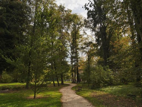 Free A tranquil forest pathway in Zielona Góra, lush with greenery and a peaceful ambiance. Stock Photo