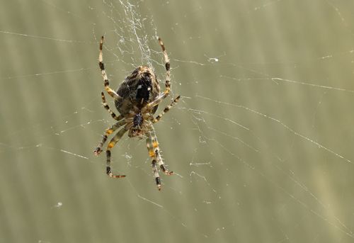 Free Close-up of a garden cross spider on its web against a blurred background. Stock Photo