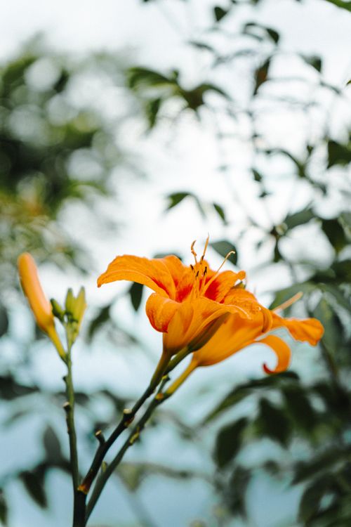 Free Vibrant orange daylily bloom against lush green foliage, perfect for nature themes. Stock Photo