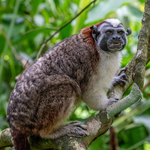 Free Geoffroy's tamarin perched on a branch in Panama's lush rainforest. Stock Photo