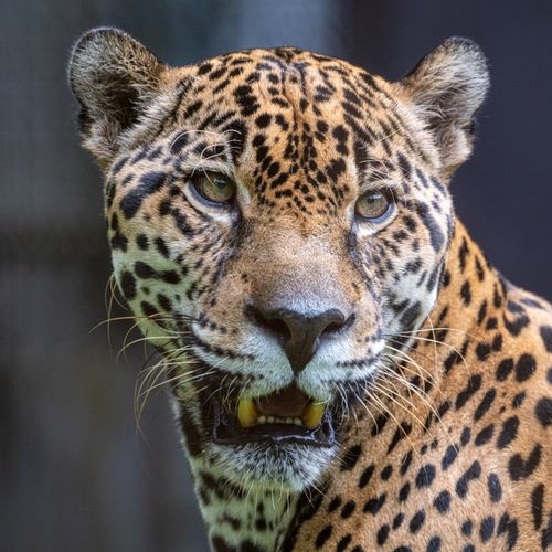 Free A stunning close-up of a jaguar (Panthera onca) showcasing its powerful gaze and intricate spots. Stock Photo