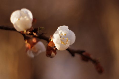 Free White Cherry Blossom In Close Up Photography Stock Photo