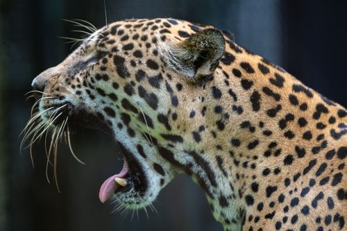 Free Close-up of a yawning jaguar in Summit Gardens, showcasing its beautiful spotted coat and sharp teeth. Stock Photo