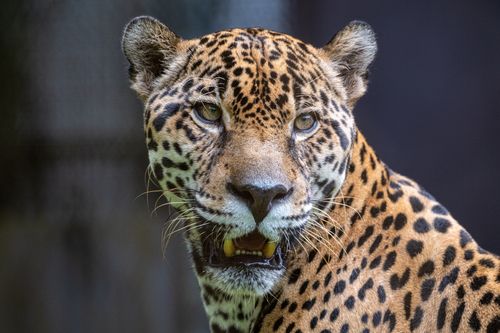 Free Intimate close-up of a jaguar (Panthera onca) in Panama's Summit Gardens. Stock Photo