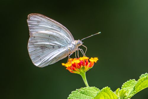 Free A stunning image of a white butterfly resting on a vibrant orange lantana flower in Panama. Stock Photo