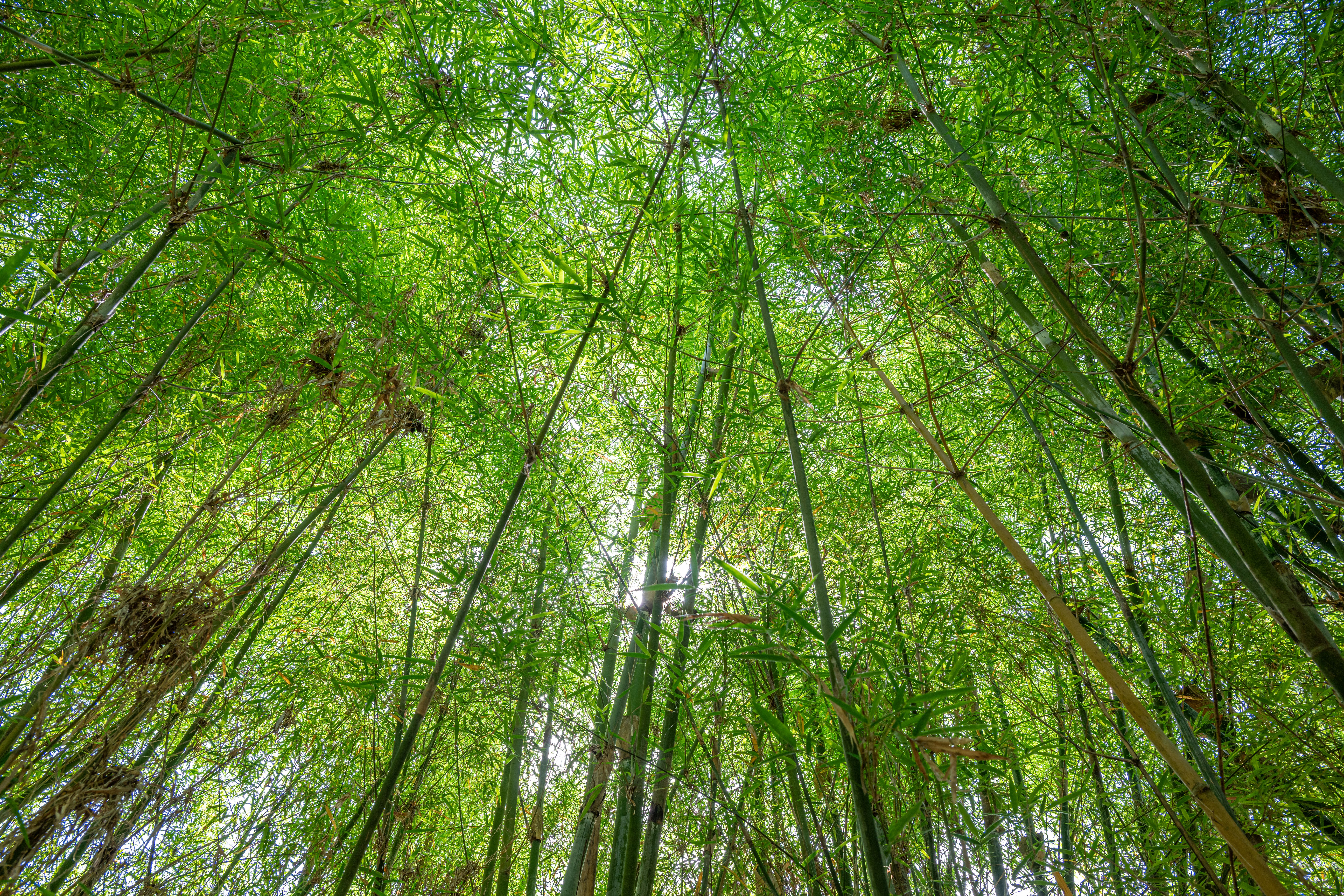 Forêt dense vue du dessus