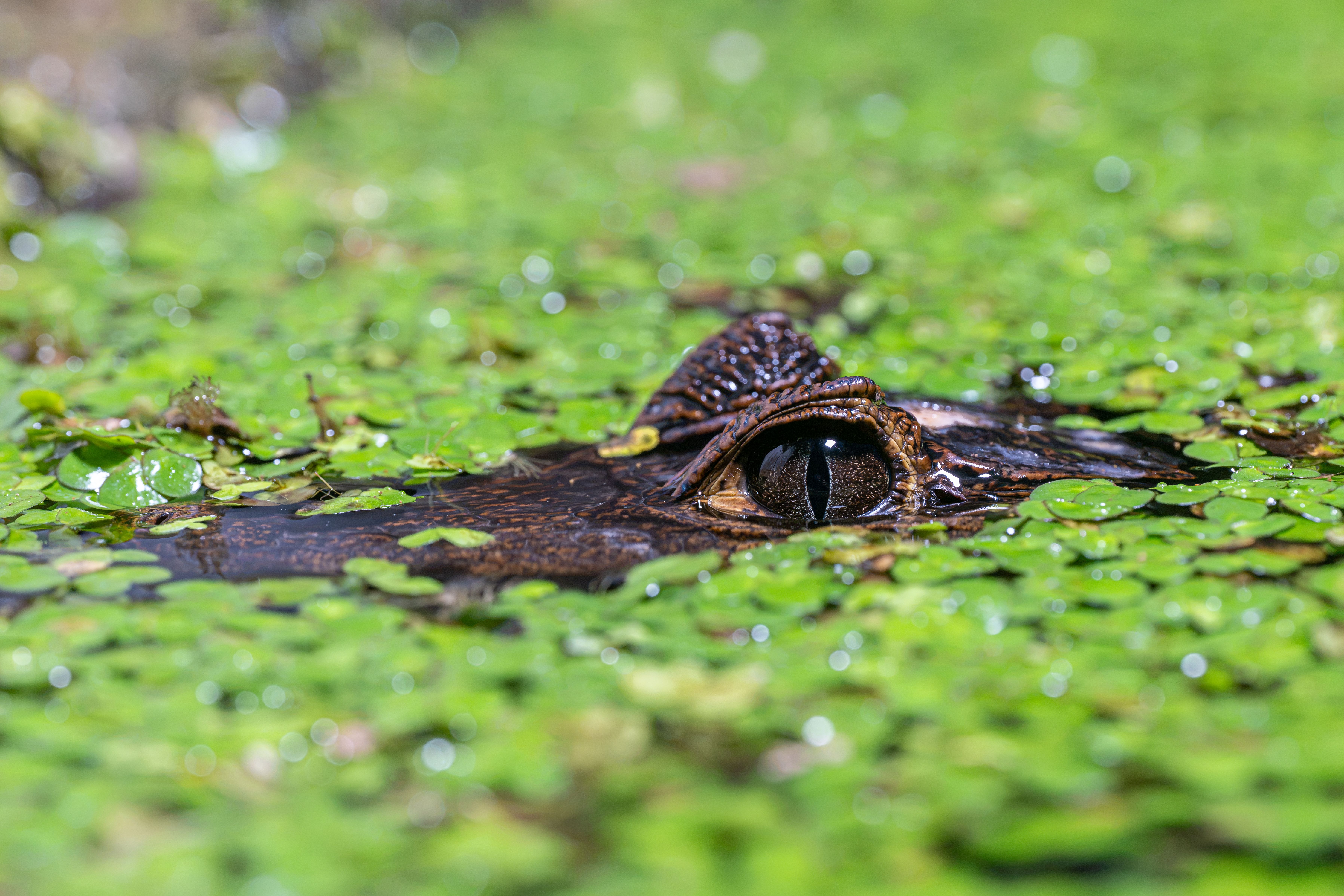 Close-up of a spectacled caiman eye amid duckweed in Gamboa, Panama.