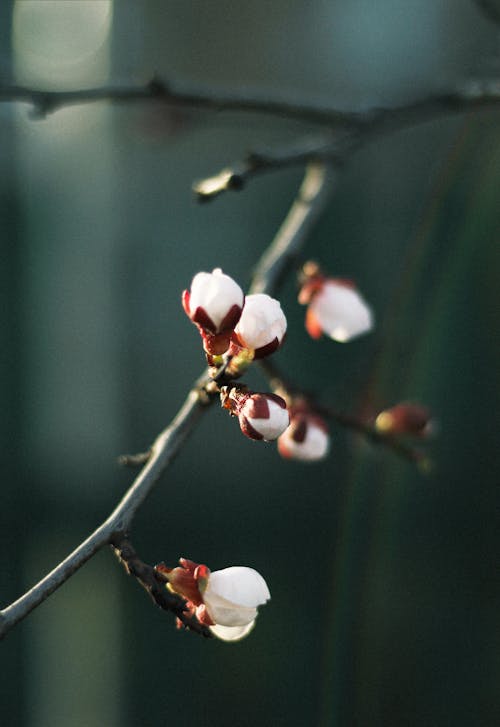 Foto profissional grátis de árvore, botões de flores, broto