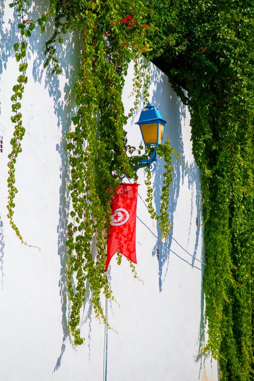 Free Tunisian flag among lush green vines on a white wall in Carthage, Tunisia. Stock Photo