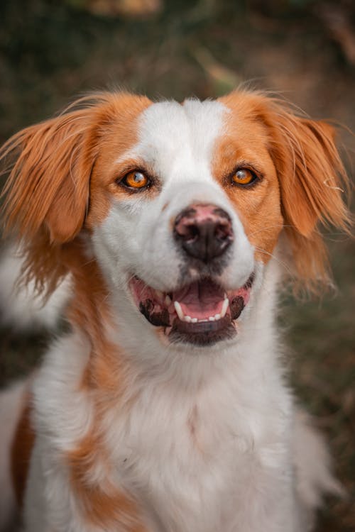Photo Of A White And Brown Dog