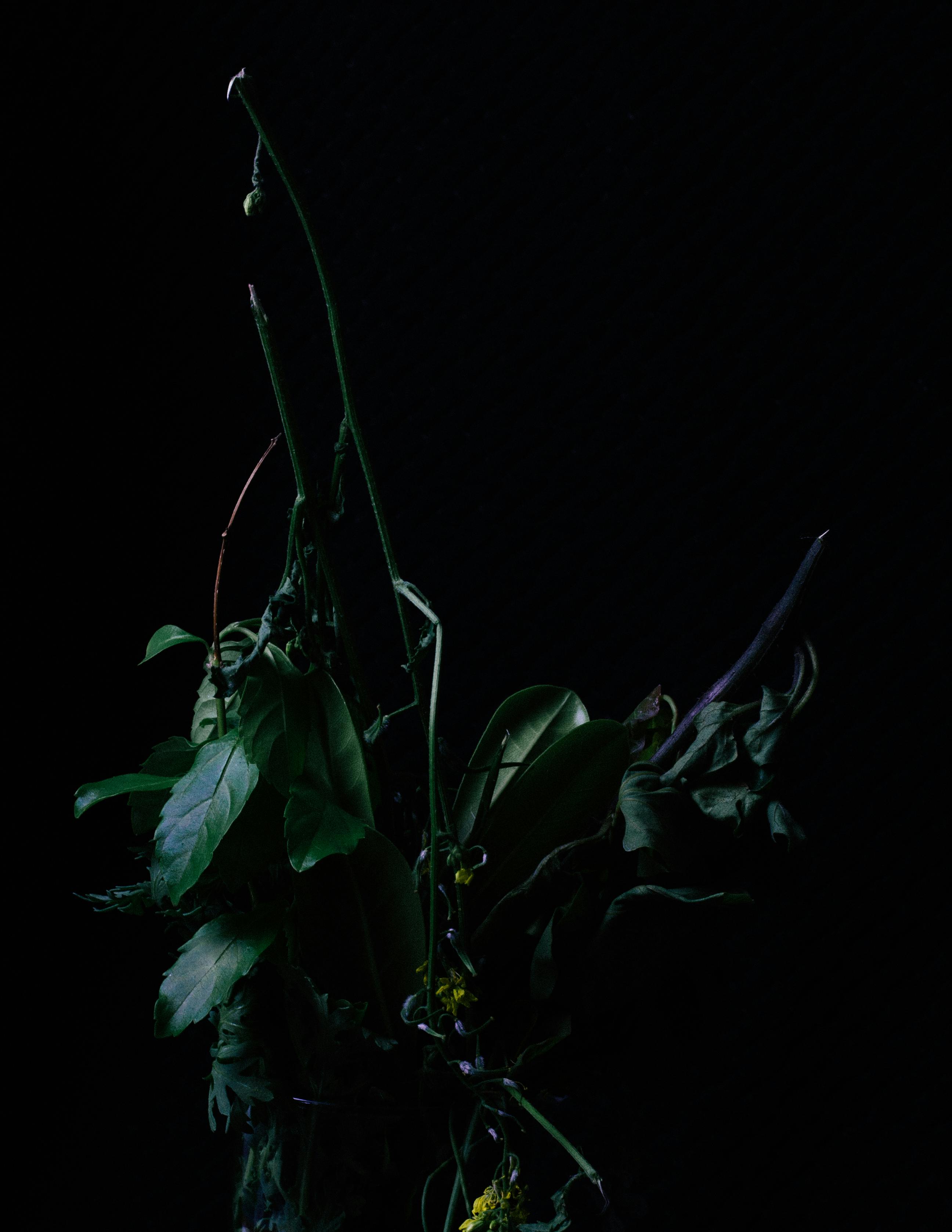 Free stock photo of beautiful flowers, dark, dark green