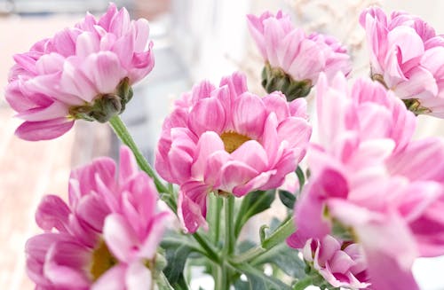 Pink Flowers In Close Up Photography
