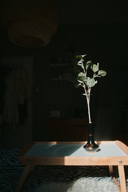 Plante Verte Dans Un Vase Noir
