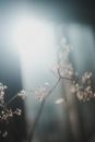 柔和的阳光照亮了花朵和树枝，营造出梦幻般的效果