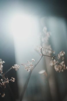 柔和的阳光照亮了花朵和树枝，营造出梦幻般的效果