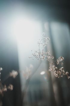 柔和的阳光透过窗户，映照着精致白花的特写镜头