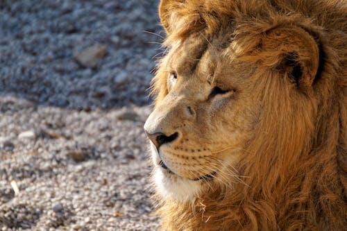 Free Close-up Shot Of A Lion Stock Photo
