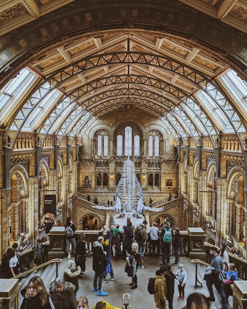 Miễn phí Ảnh lưu trữ miễn phí về bảo tàng lịch sử tự nhiên, kiến trúc, London Ảnh lưu trữ