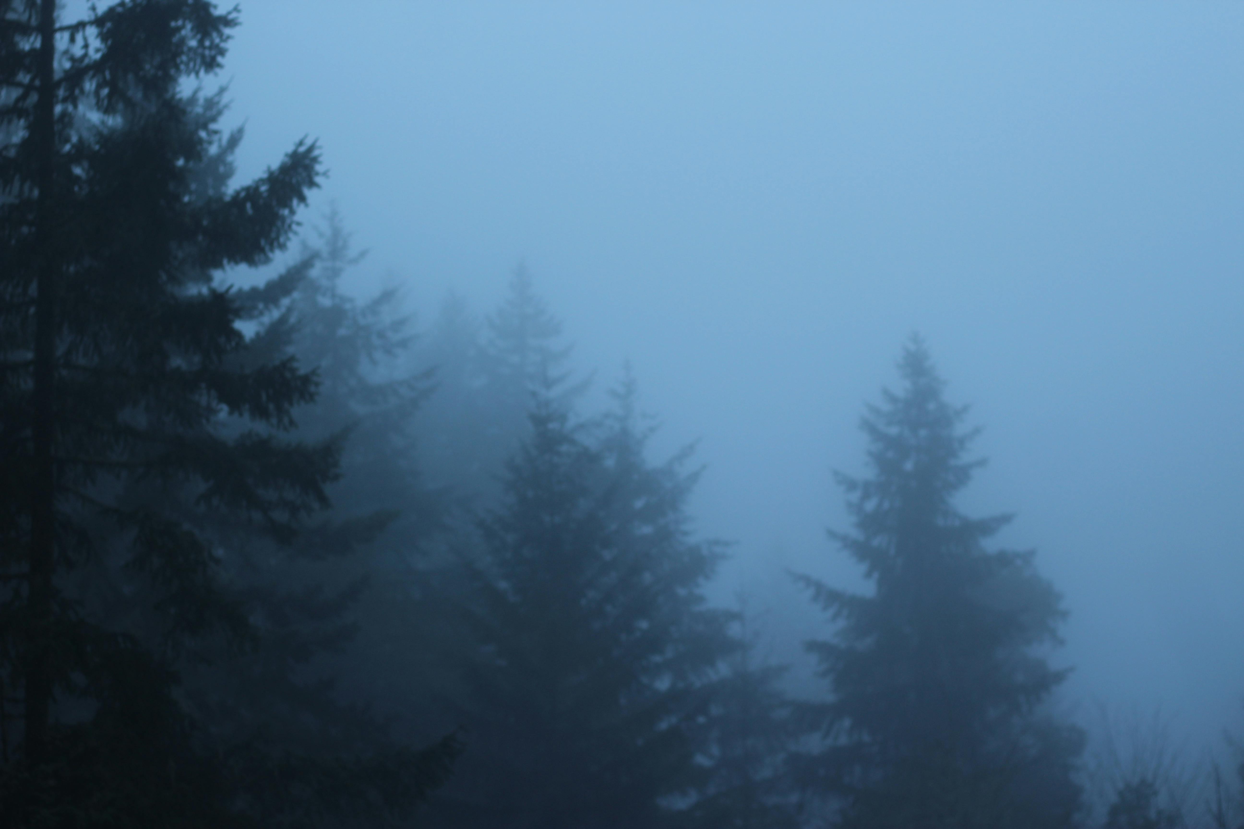 Free stock photo of fog, forest, pine trees