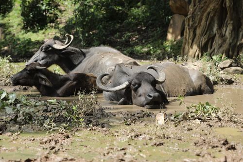 Free Three water buffaloes rest in a muddy pond surrounded by lush greenery in Kawardha, India. Stock Photo