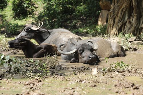 Free A serene scene of water buffalo soaking in muddy waters, in a lush forest at Kawardha. Stock Photo