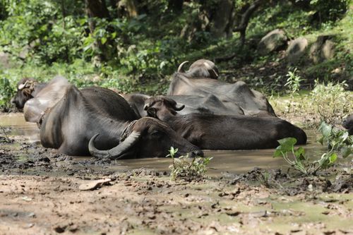 Free Group of water buffalo cooling off in a muddy pond in Kawardha, India. Stock Photo