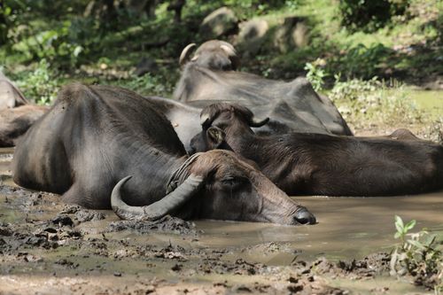 Free A herd of water buffaloes relaxing in a muddy pool in Kawardha, India. Perfect depiction of rural life. Stock Photo