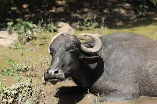 Free Close-up of a water buffalo lounging in a muddy waterhole on a sunny day in Kawardha, India. Stock Photo