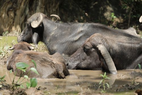 Free A group of water buffalo cooling off in a muddy pond in Kawardha, India. Stock Photo