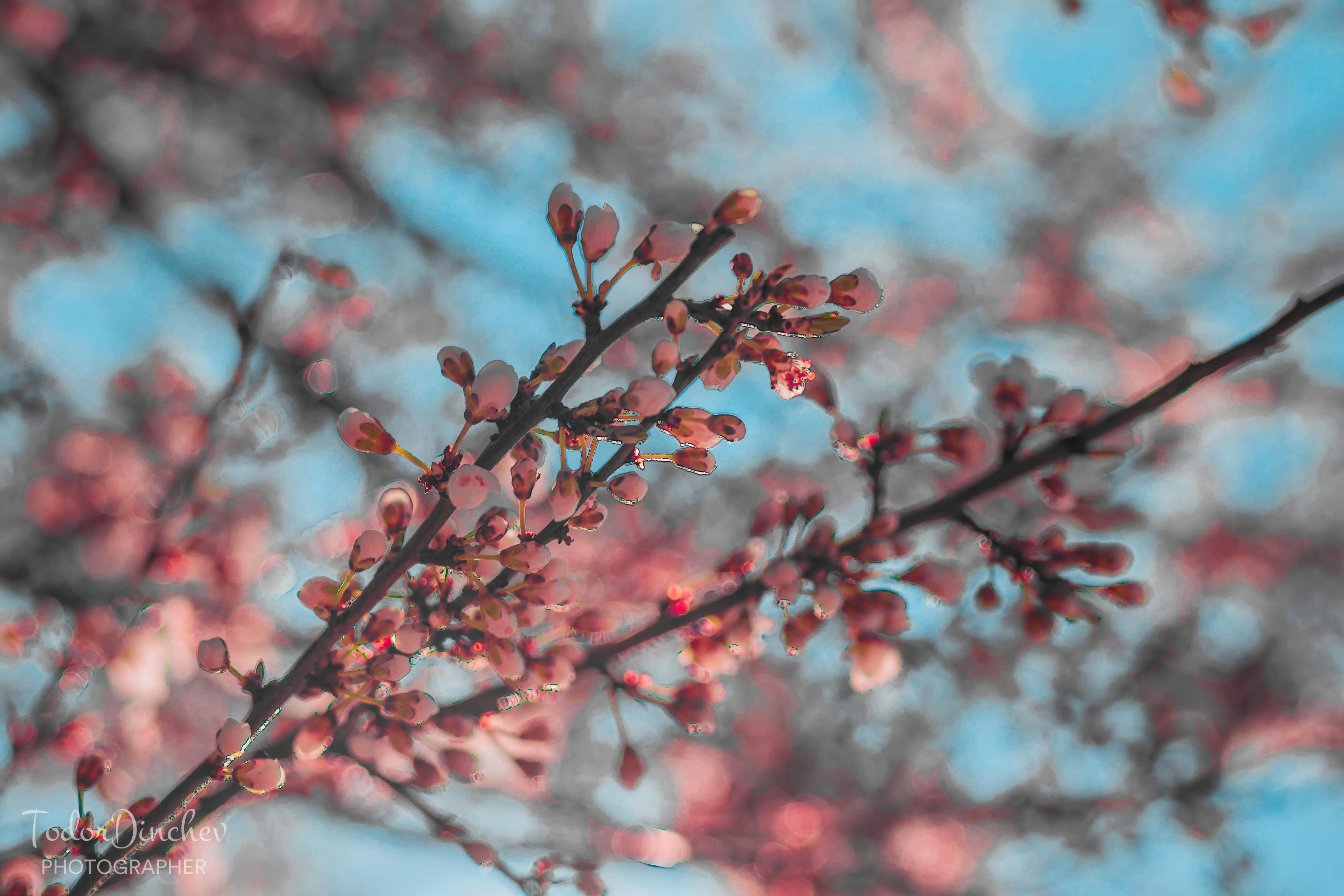 Free stock photo of flowering, tree