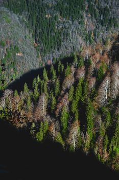 Aerial view of a vibrant autumn forest in Çamlıhemşin, Türkiye, showcasing a mix of green and brown hues.