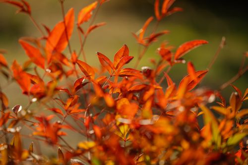 Free Close-up of bright red autumn leaves with warm sunlight, capturing the beauty of fall. Stock Photo