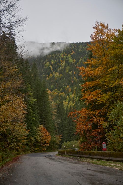 Free A winding road through a colorful autumn forest in Județul Hunedoara, Romania. Stock Photo