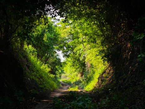 Lush green forest path in Hathla, Gujarat, India, offering a tranquil escape in nature.