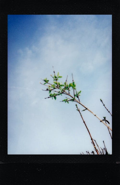 Polaroid Foto Van Een Plant