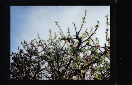 Foto Polaroid De Uma árvore