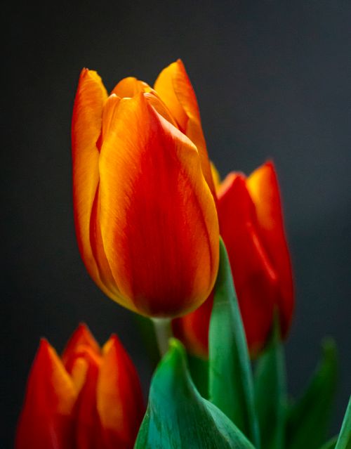 Free A stunning close-up of vibrant red and yellow tulips with green leaves on a dark background. Stock Photo