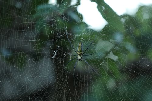 Free Close-up of a golden orb weaver spider on a delicate web in Kawardha, India. Stock Photo