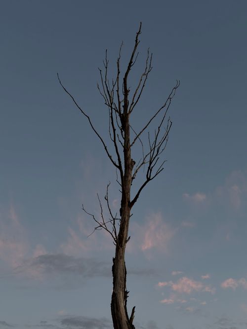 Free A solitary tree with bare branches silhouetted against a serene evening sky in Kyiv, Ukraine. Stock Photo