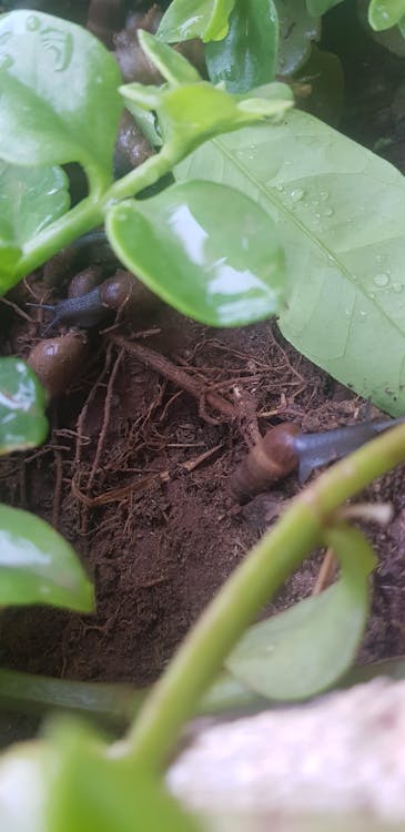 观叶盆栽图片大全图片-第18张图片-吾爱花网 观叶盆栽图片大全图片-第18张图片-吾爱花网