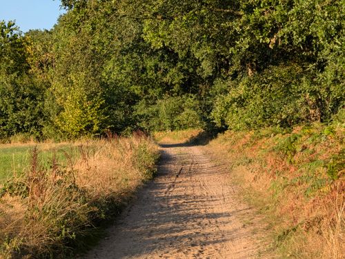 Free A tranquil dirt path surrounded by lush greenery and trees in summer light. Stock Photo