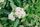 white flowers