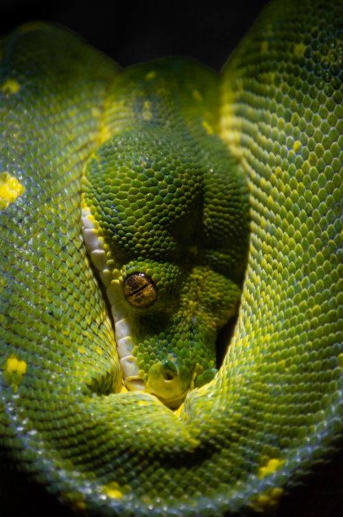 Free Detailed macro shot of a vibrant green tree python showcasing its intricate scales and eye. Stock Photo