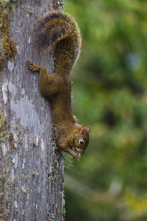 Free Squirrel gracefully clinging to a tree in a lush Brazilian forest setting. Nature and wildlife captured outdoors. Stock Photo